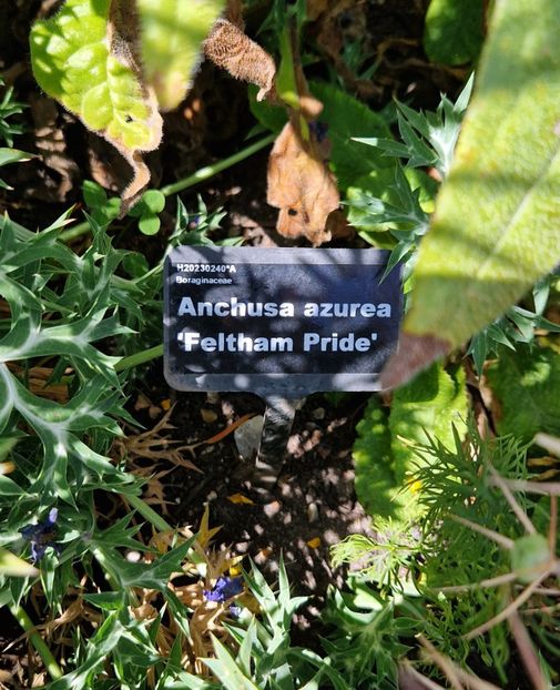  - 2024 RHS Garden Hyde Hall