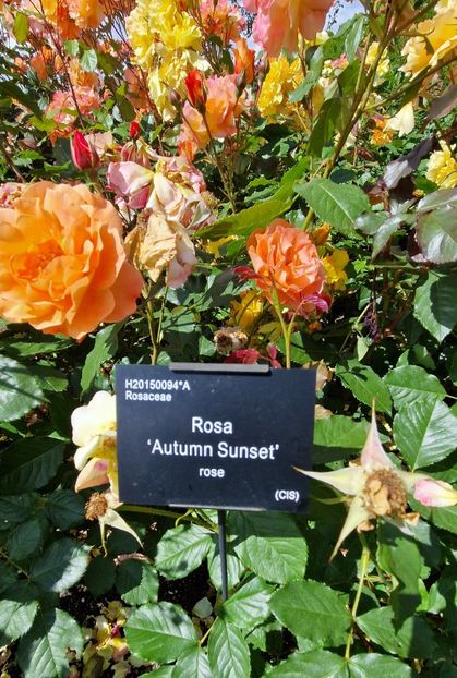  - 2024 RHS Garden Hyde Hall