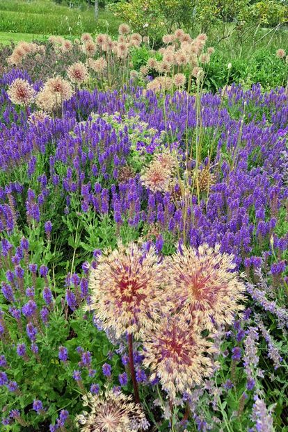  - 2024 RHS Garden Hyde Hall