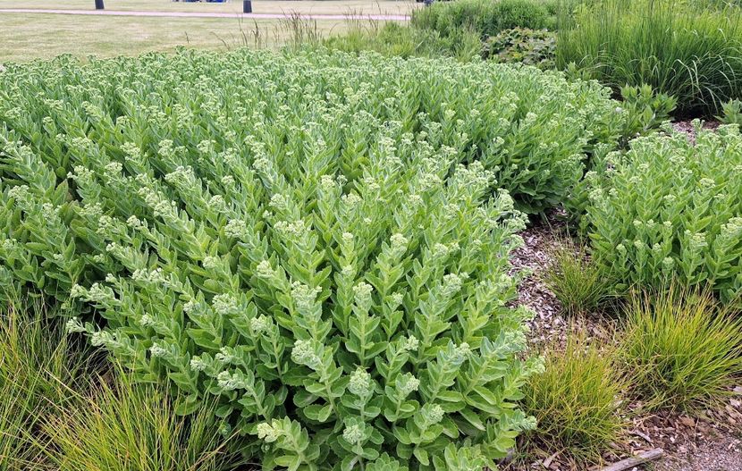  - 2024 RHS Garden Hyde Hall