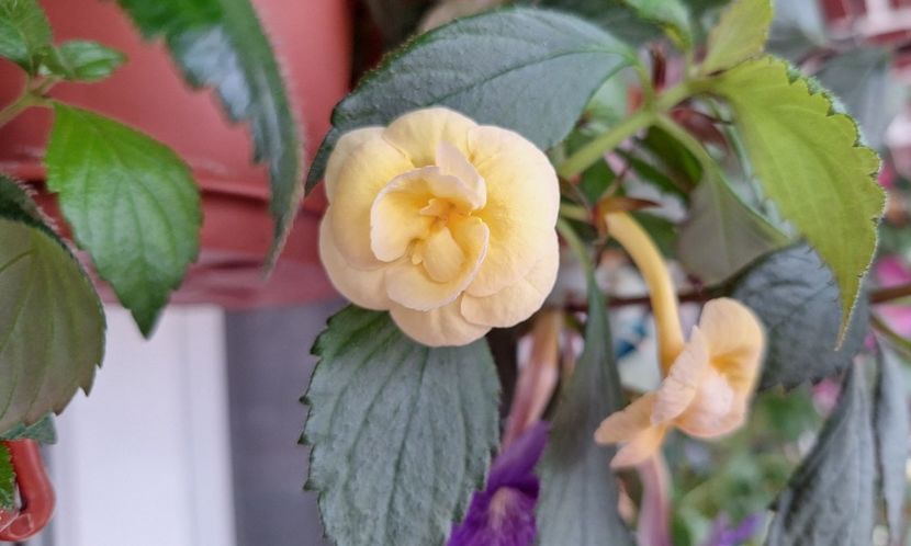 20. RFs Tropicana - 15 Achimenes 2024