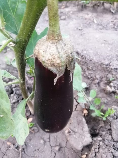  - Gradina cu legume-2017-acasa recolte 2018 - 2023