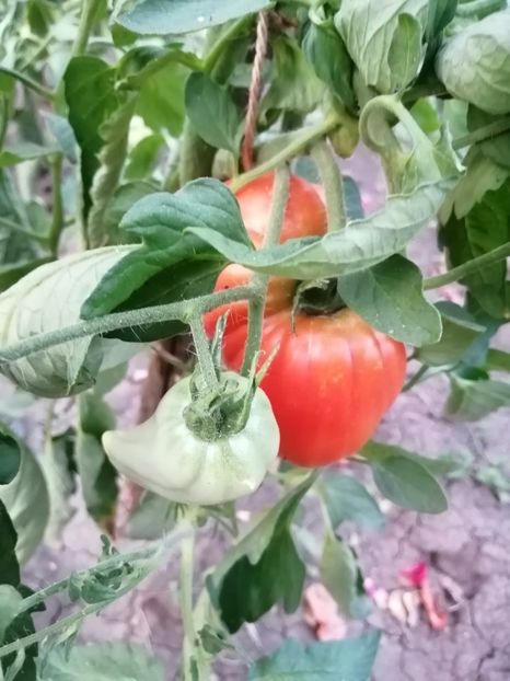  - Gradina cu legume-2017-acasa recolte 2018 - 2023