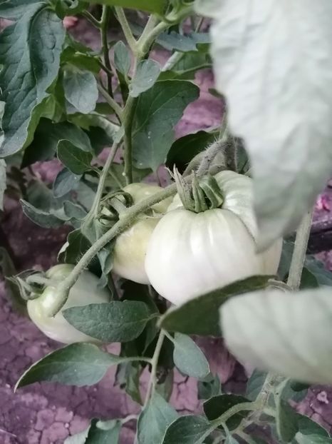  - Gradina cu legume-2017-acasa recolte 2018 - 2023