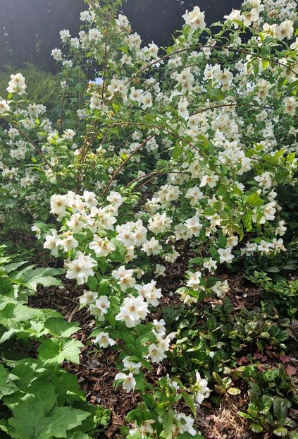  - 2024 RHS Garden Wisley