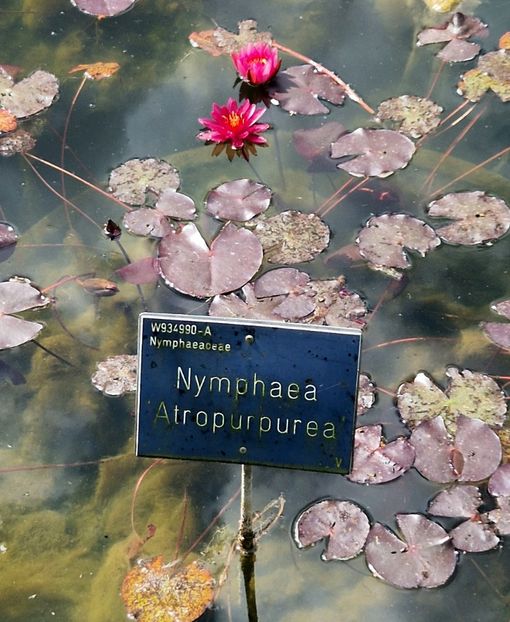  - 2024 RHS Garden Wisley