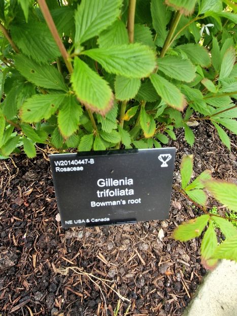  - 2024 RHS Garden Wisley