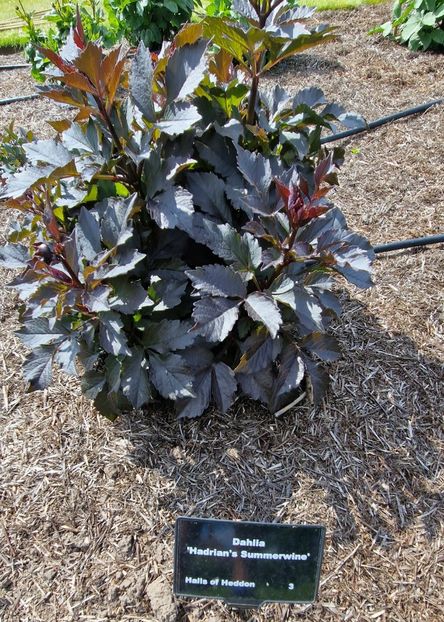  - 2024 RHS Garden Wisley