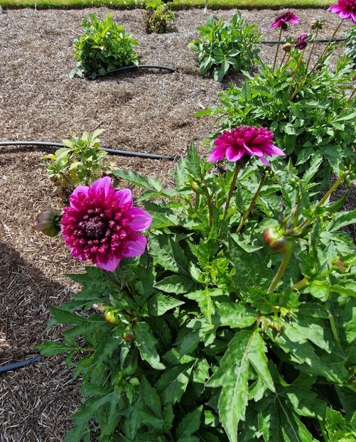  - 2024 RHS Garden Wisley