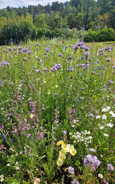  - 2024 RHS Garden Wisley