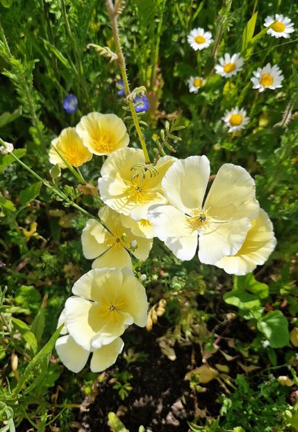  - 2024 RHS Garden Wisley