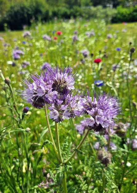  - 2024 RHS Garden Wisley