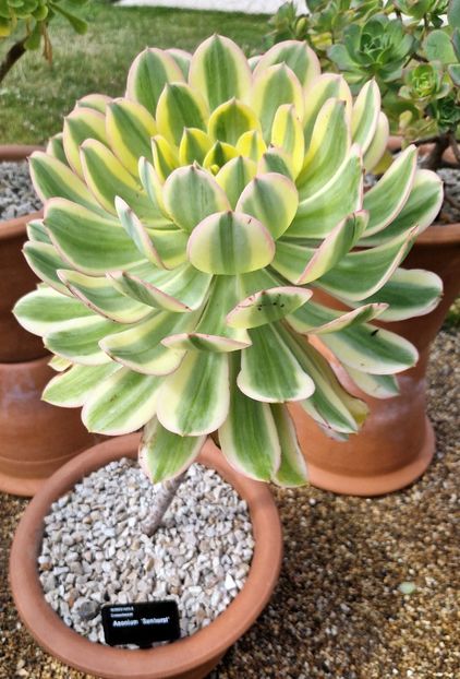  - 2024 RHS Garden Wisley