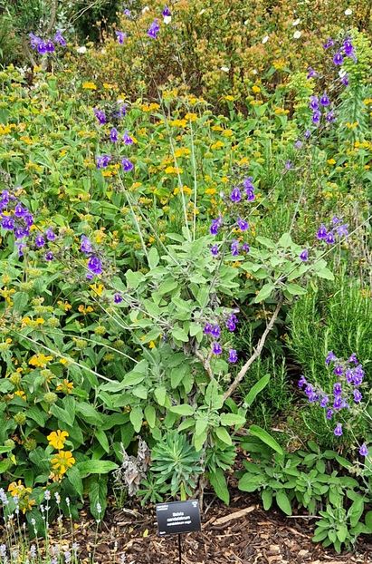  - 2024 RHS Garden Wisley