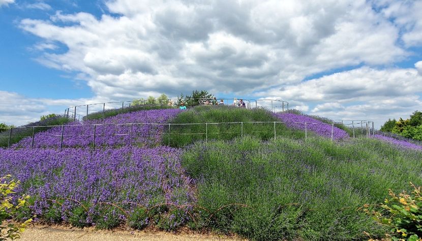  - 2024 RHS Garden Wisley