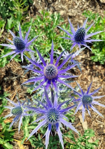  - 2024 RHS Garden Wisley