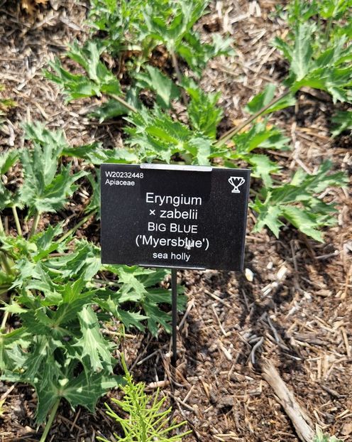  - 2024 RHS Garden Wisley