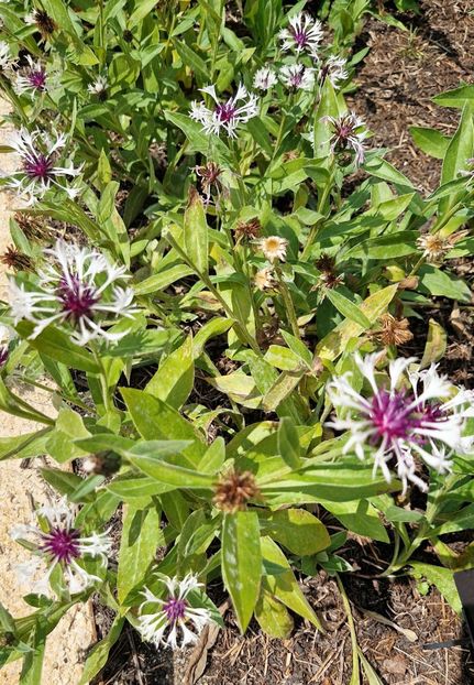  - 2024 RHS Garden Wisley