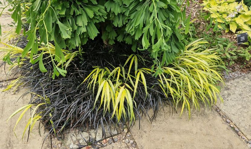  - 2024 RHS Garden Wisley