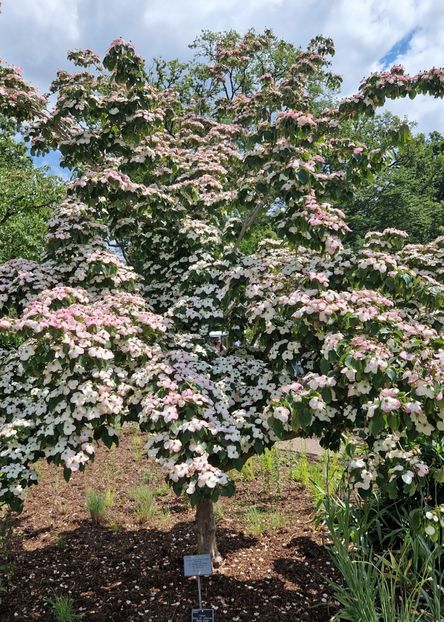  - 2024 RHS Garden Wisley