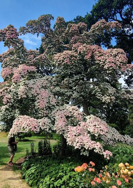  - 2024 RHS Garden Wisley