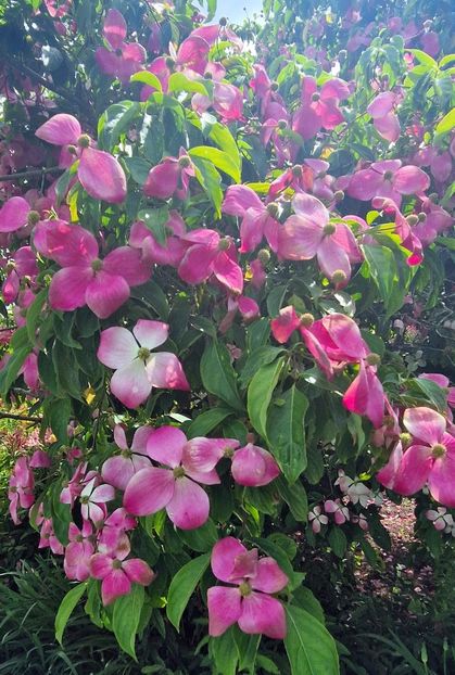  - 2024 RHS Garden Wisley