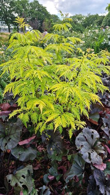  - 2024 RHS Garden Wisley