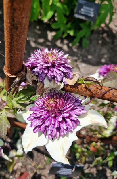  - 2024 RHS Garden Wisley