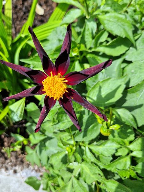  - 2024 RHS Garden Wisley