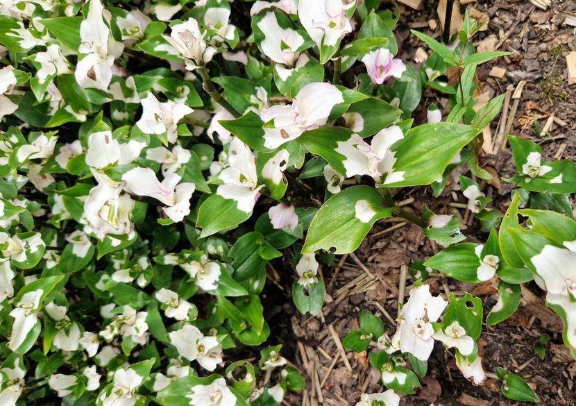  - 2024 Sussex Prairies
