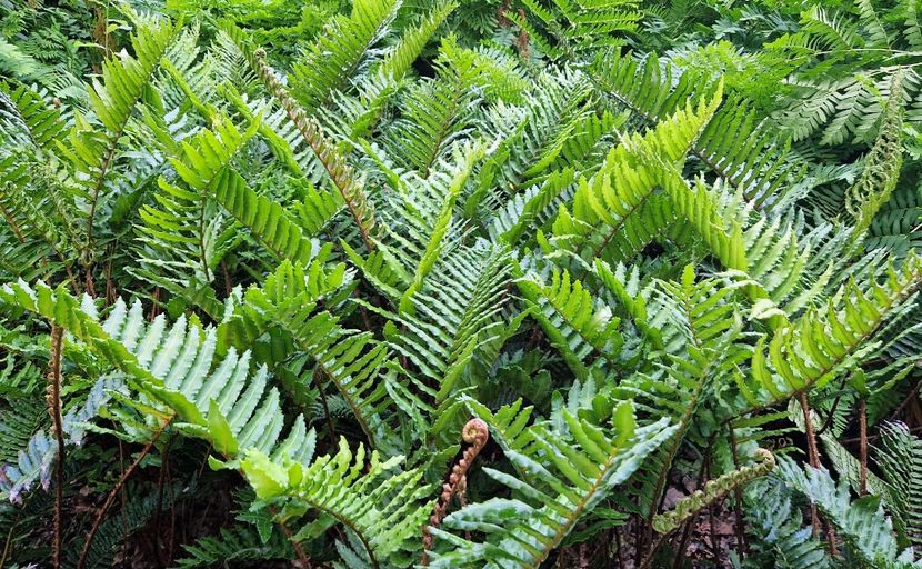  - 2024 The Savill Garden