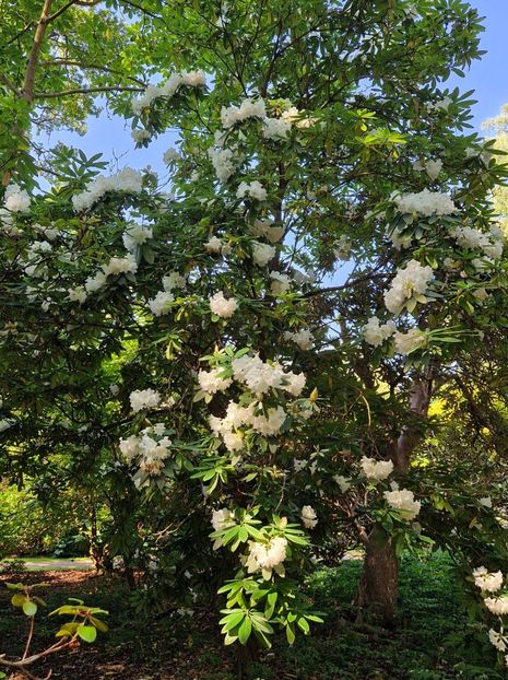  - 2024 The Savill Garden