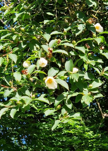  - 2024 The Savill Garden