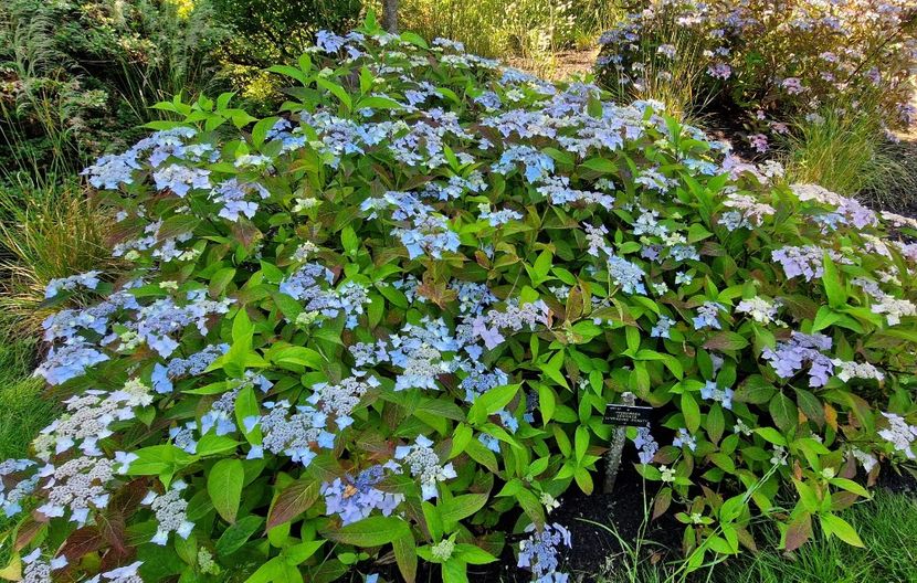  - 2024 The Savill Garden