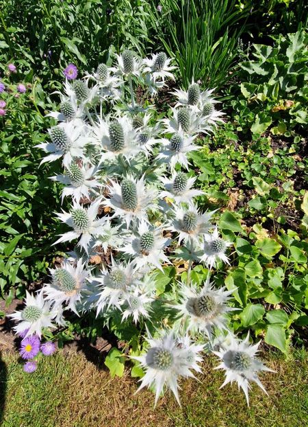  - 2024 The Savill Garden