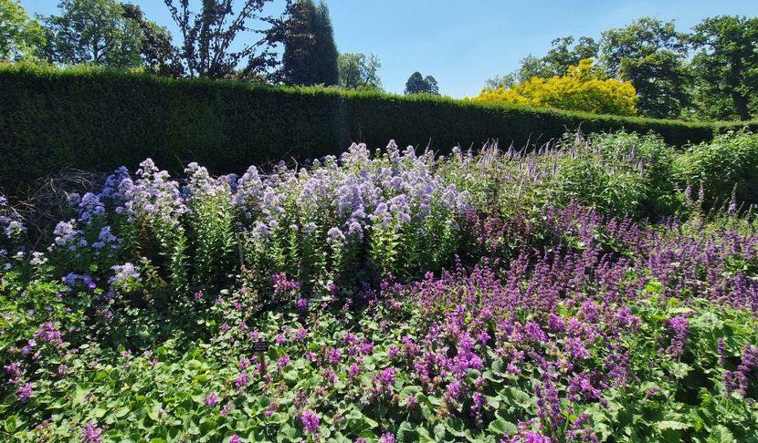  - 2024 The Savill Garden