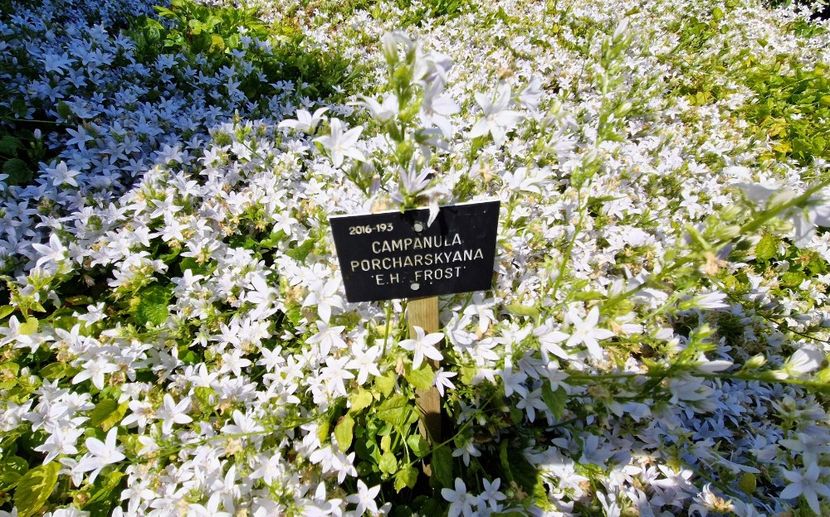  - 2024 The Savill Garden