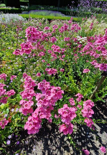  - 2024 The Savill Garden