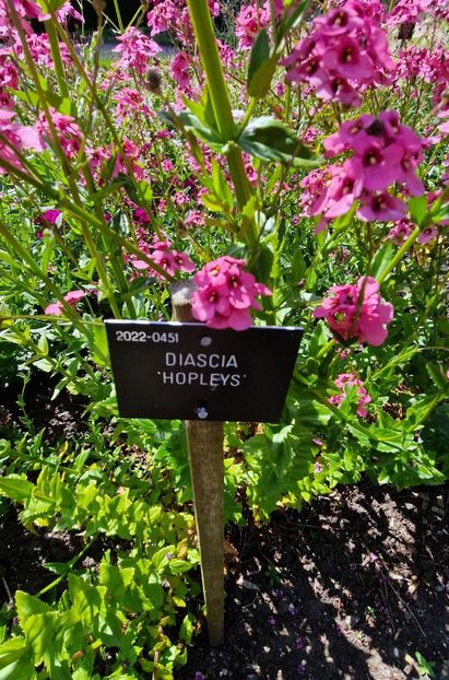  - 2024 The Savill Garden