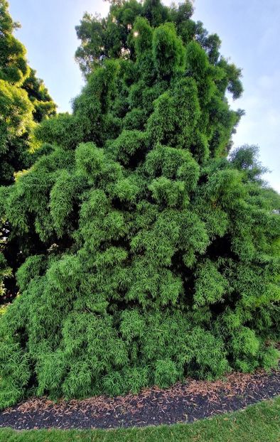  - 2024 The Savill Garden