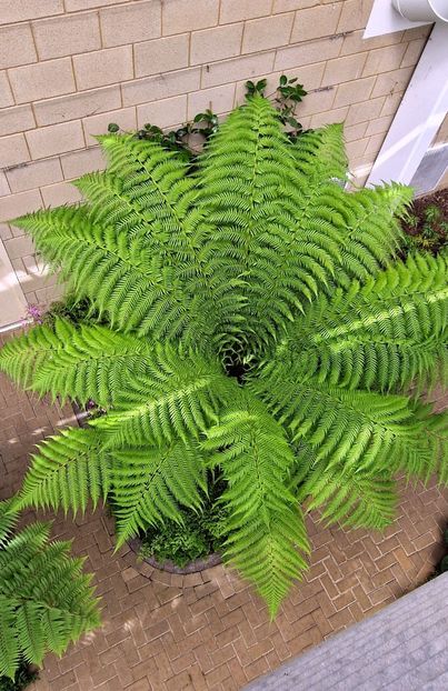  - 2024 The Savill Garden