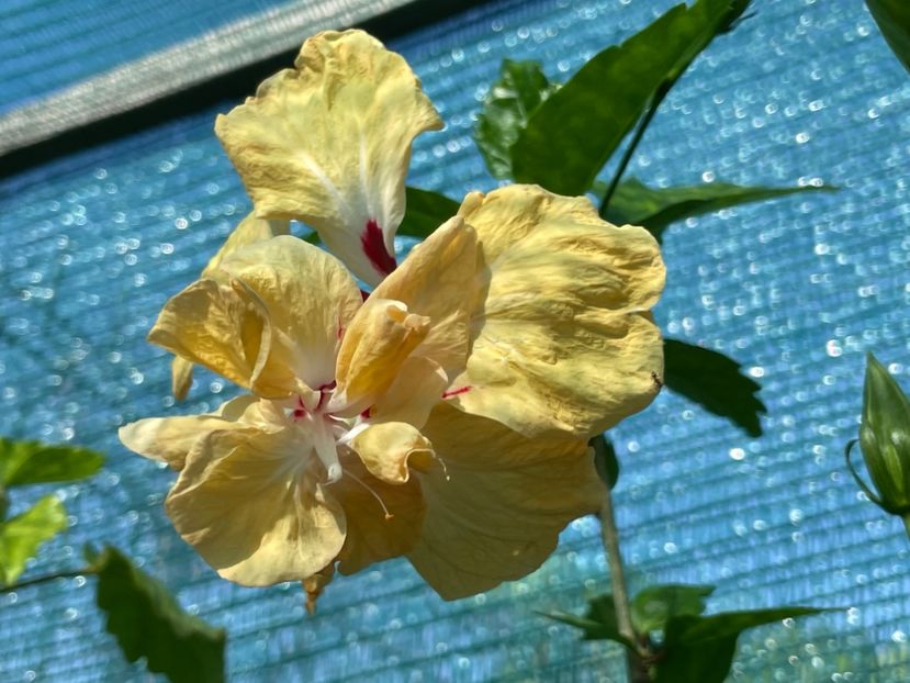  - 001 - Hibiscusi 2024 - 1