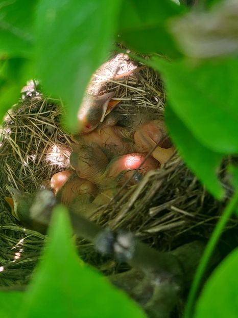 Puiuți de mierlă - Gradina si terasa PrimaLuce_6-Animalutele noastre
