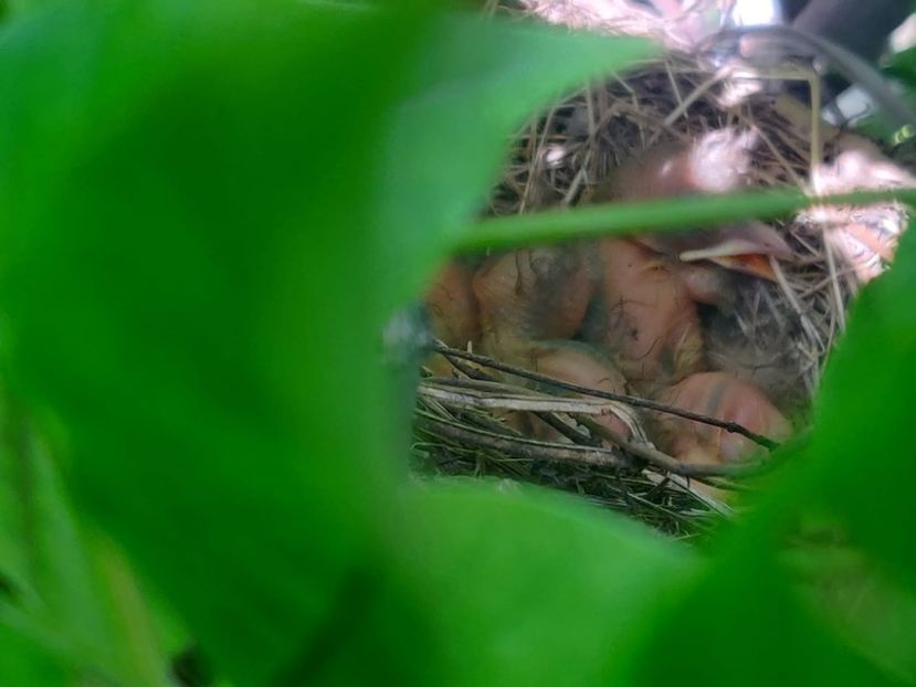 Puiuți de mierlă - Gradina si terasa PrimaLuce_6-Animalutele noastre