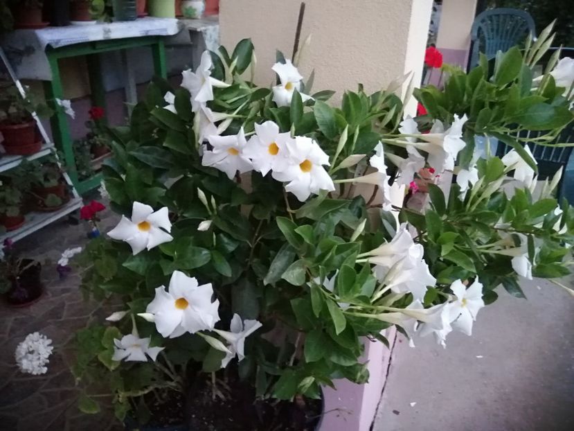  - Frumuseti la casa parinteasca