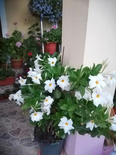  - Frumuseti la casa parinteasca