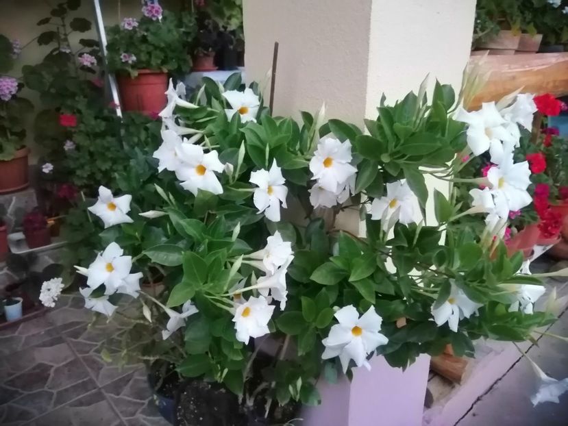  - Frumuseti la casa parinteasca