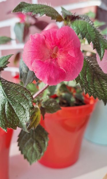 21. Mardi Grass - 15 Achimenes 2024