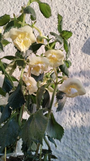  - 2024-Yellow English Rose posibil