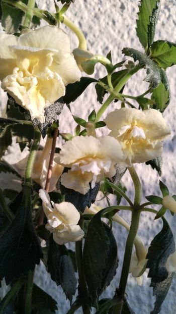  - 2024-Yellow English Rose posibil